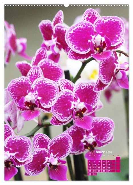 additionalImage8