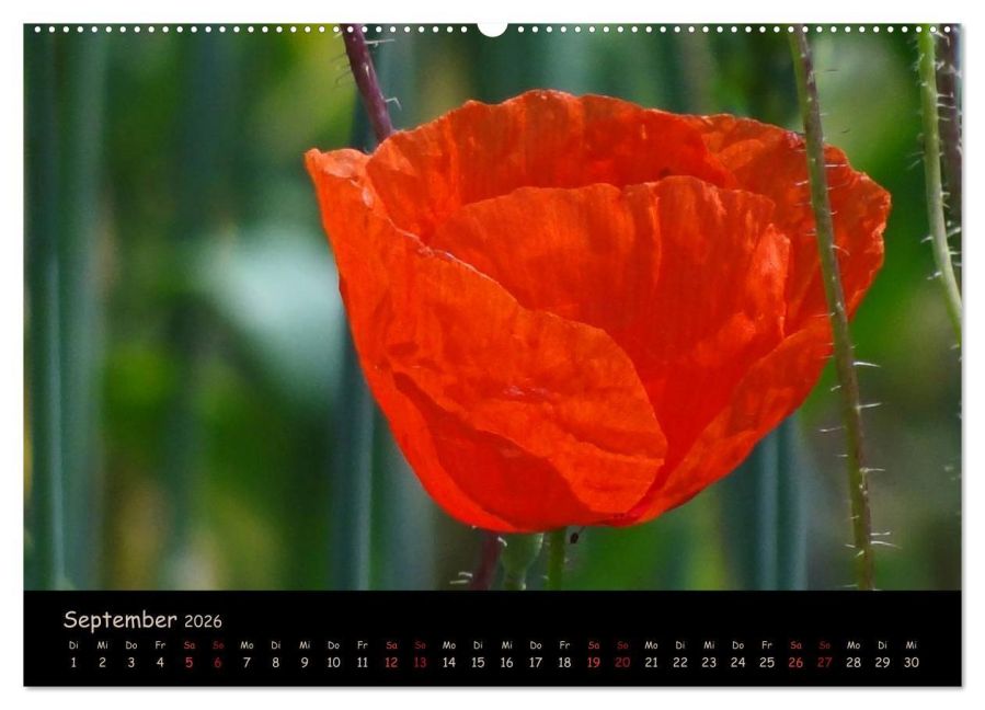 additionalImage13