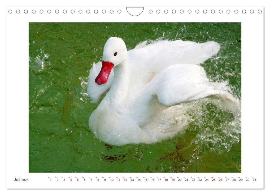 additionalImage12
