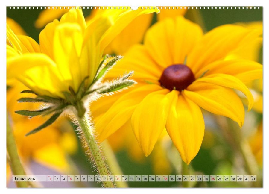 additionalImage5