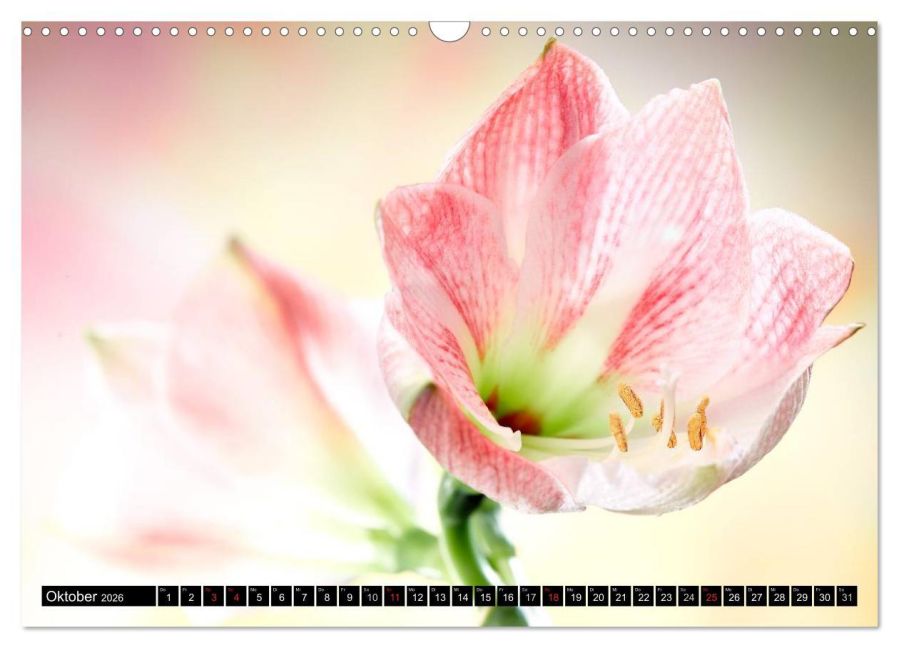 additionalImage2