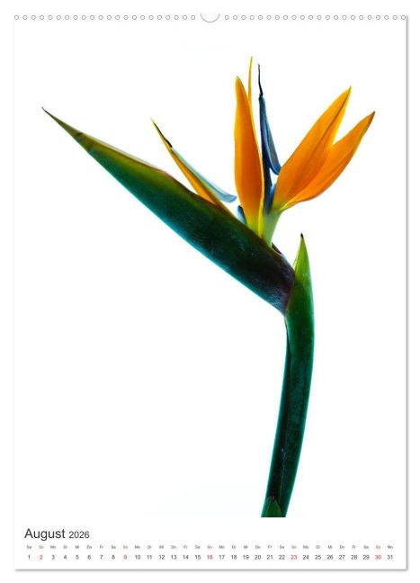additionalImage12