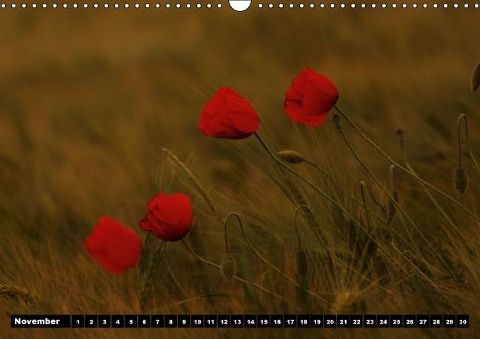 additionalImage11
