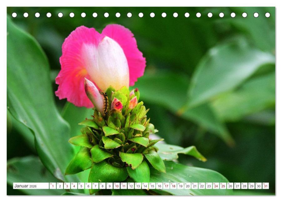 additionalImage6