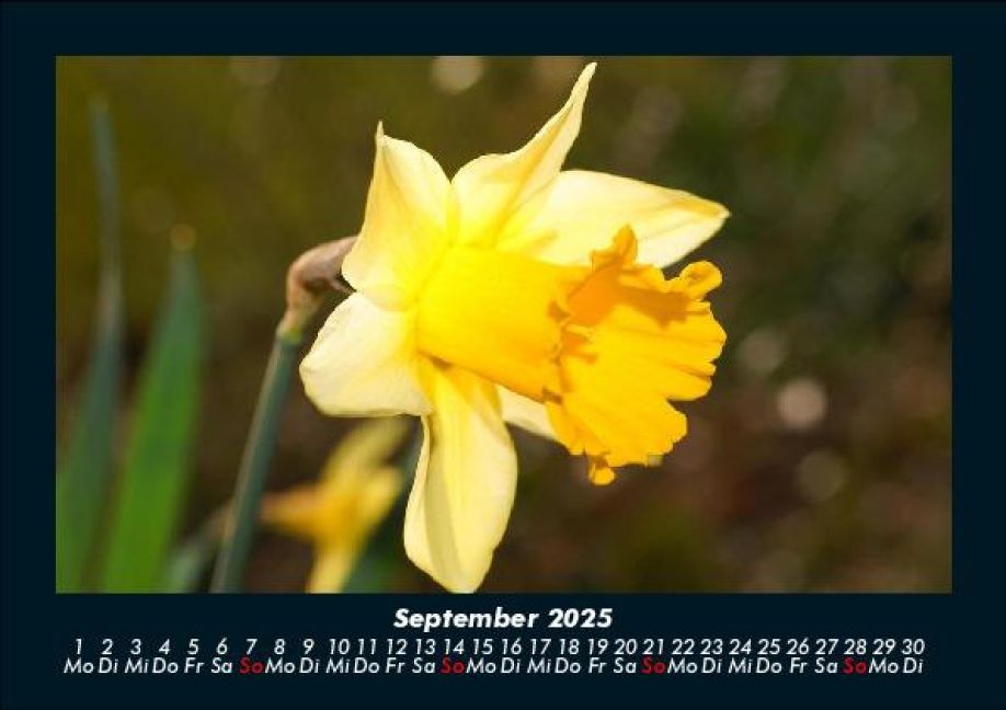 additionalImage1