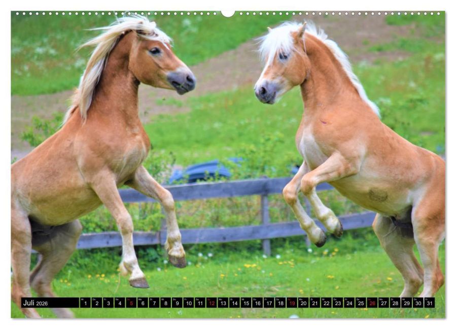 additionalImage12