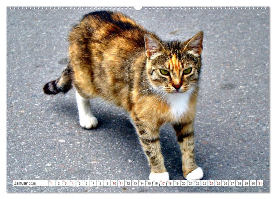 additionalImage5