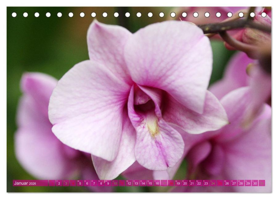 additionalImage6