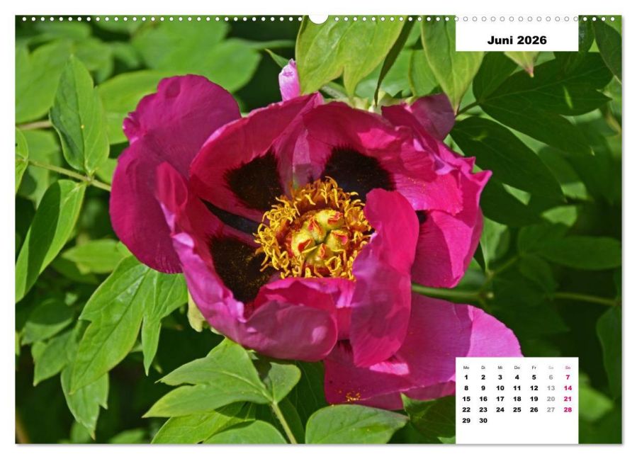 additionalImage11