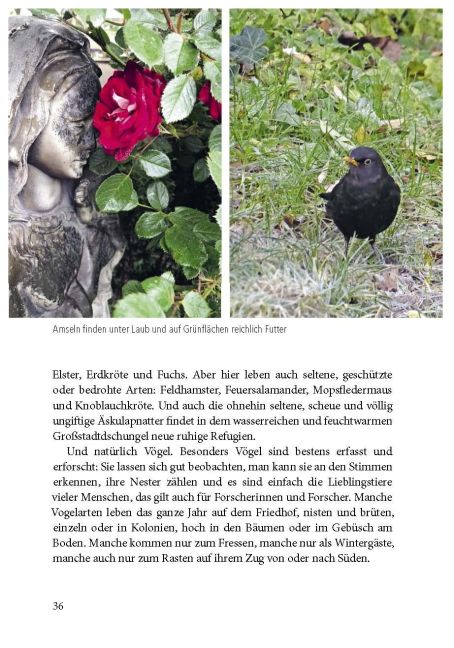 additionalImage1