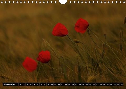 additionalImage11