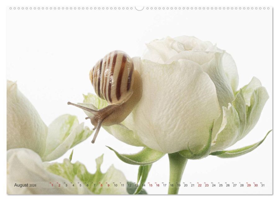 additionalImage12