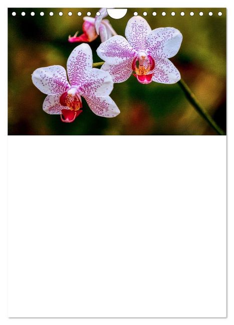 additionalImage11