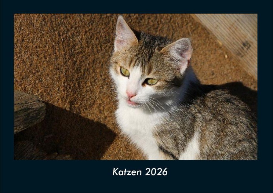 Katzen 2026 Fotokalender DIN A4 - Tobias Becker