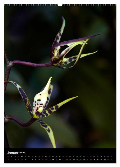 additionalImage6