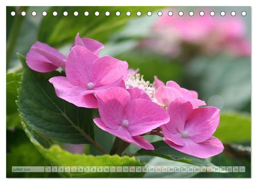 additionalImage12