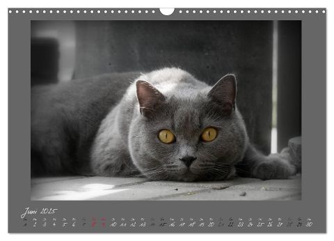 additionalImage11