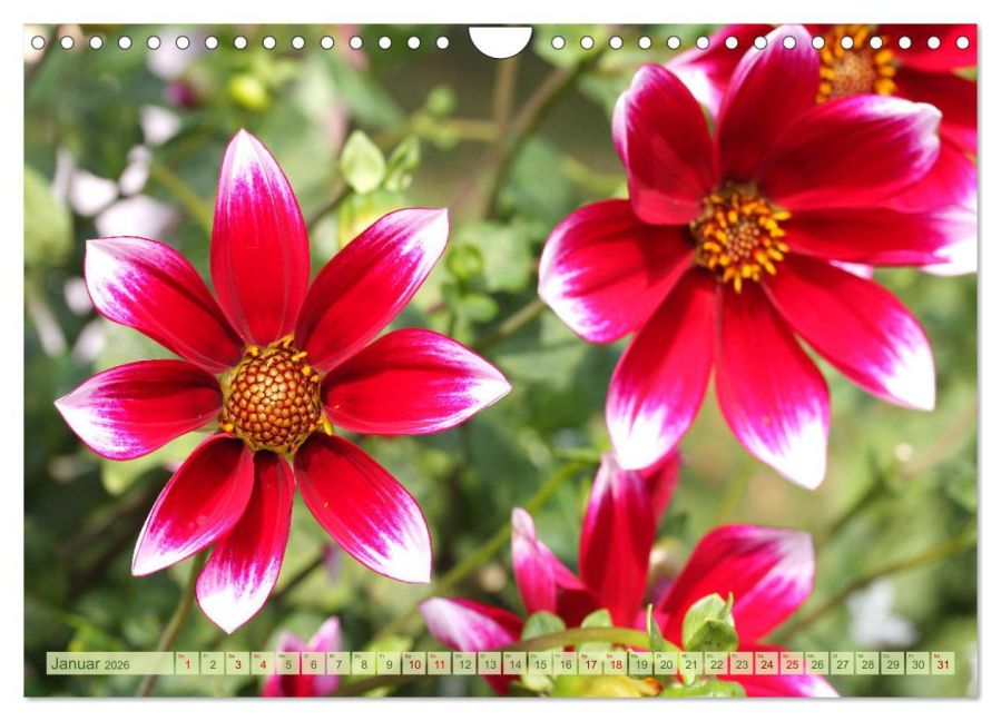 additionalImage6