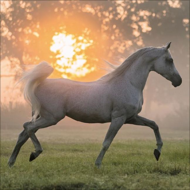 additionalImage10