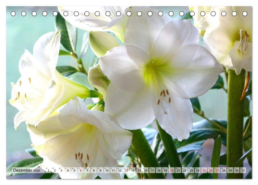 additionalImage4
