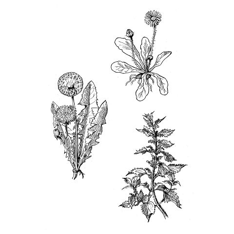 additionalImage1