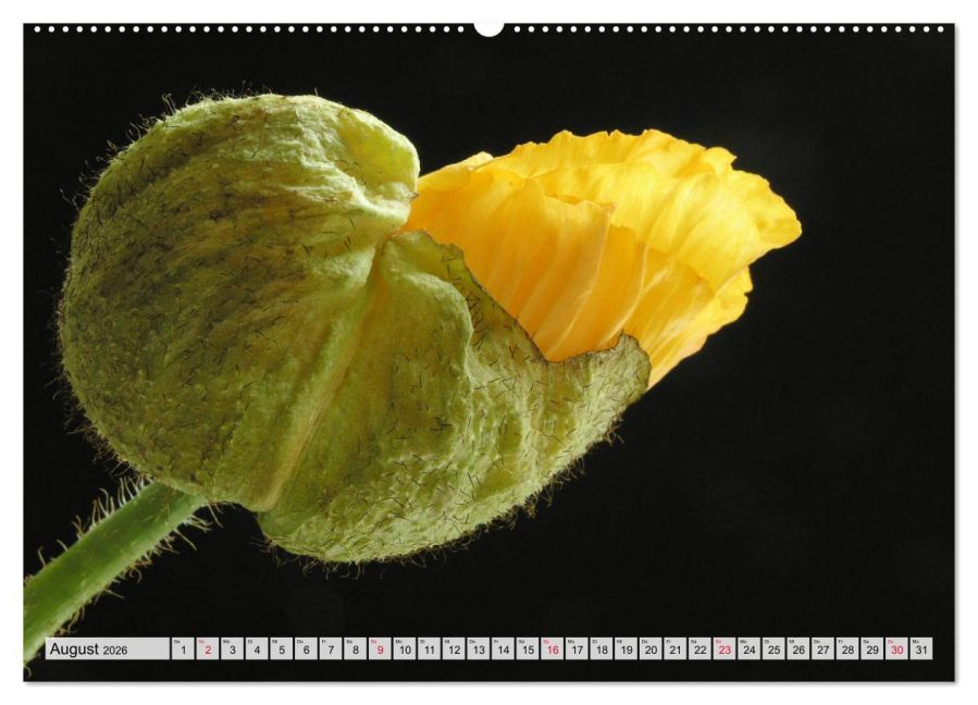 additionalImage13