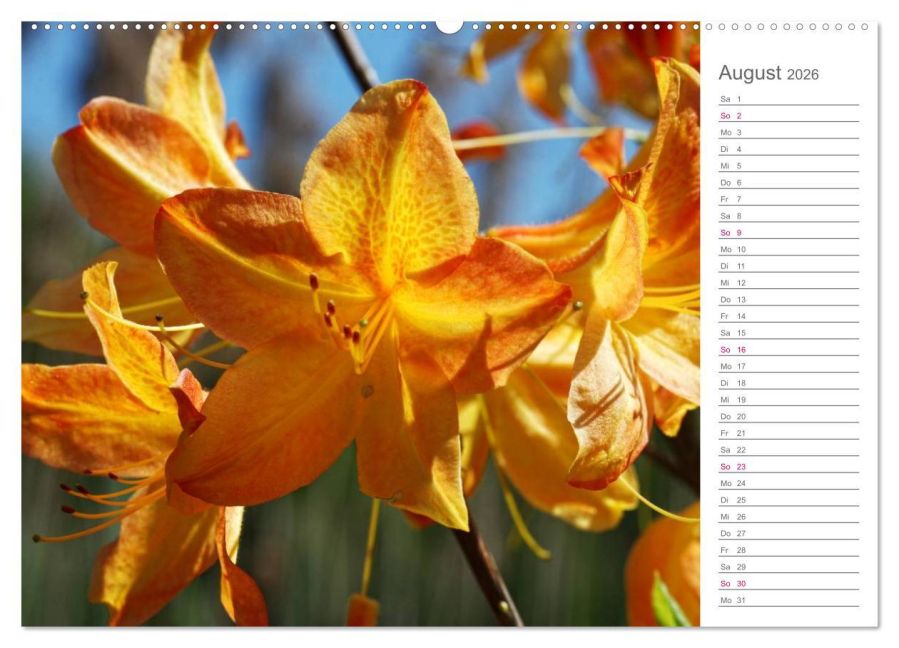 additionalImage12