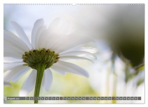 additionalImage11