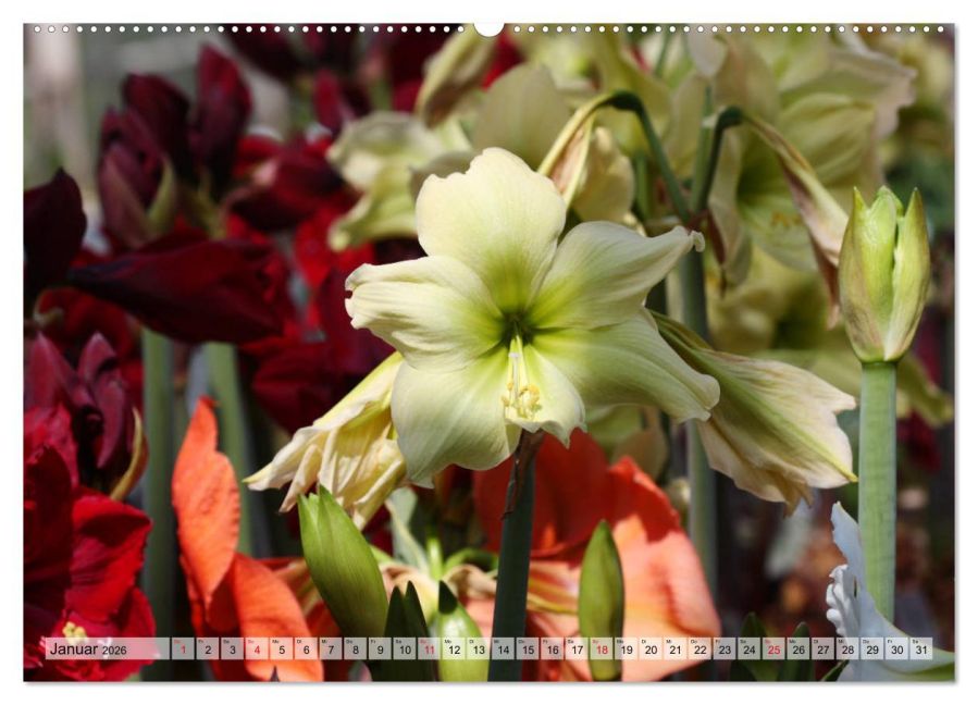 additionalImage6