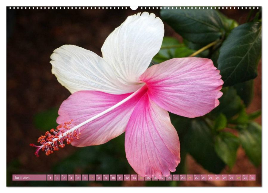 additionalImage11