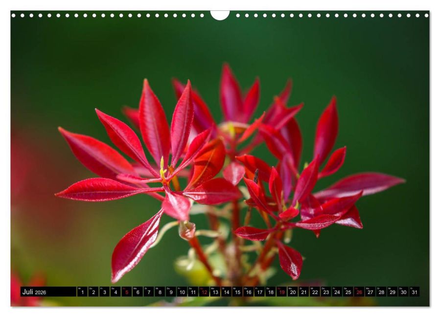 additionalImage12
