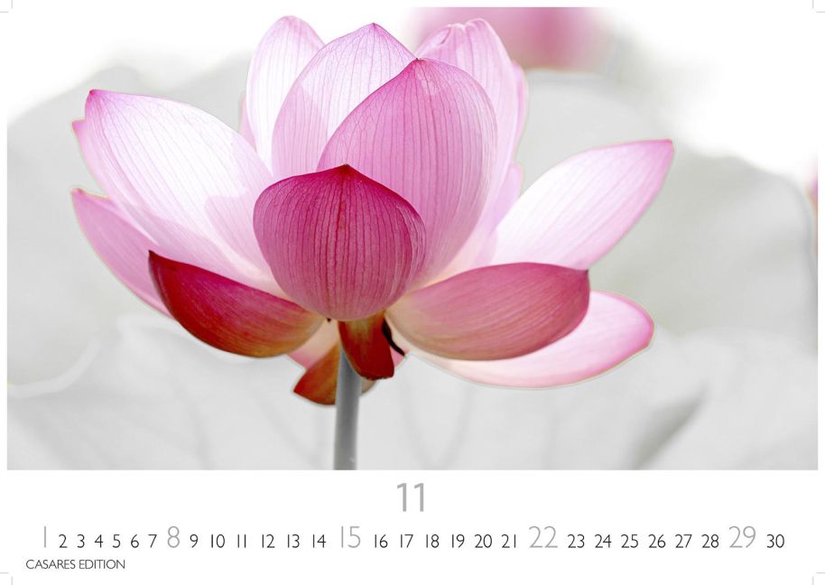 additionalImage11