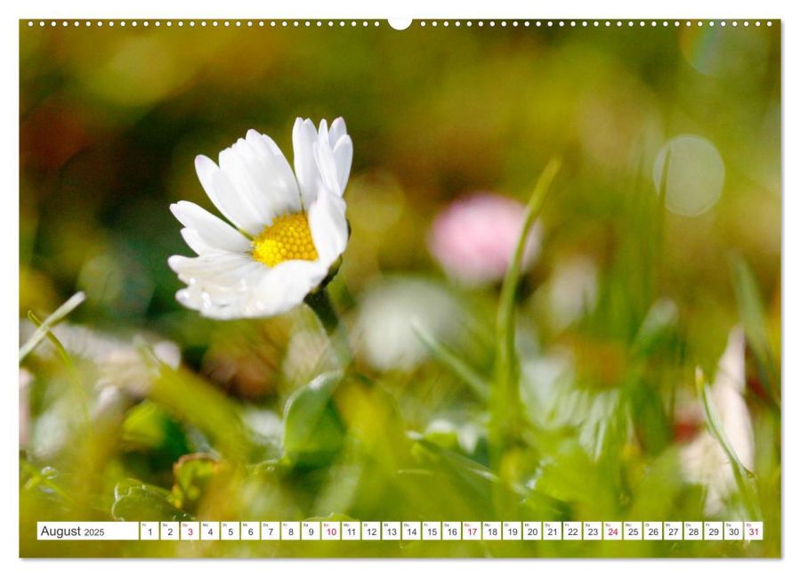 additionalImage13