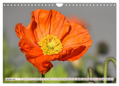 additionalImage6