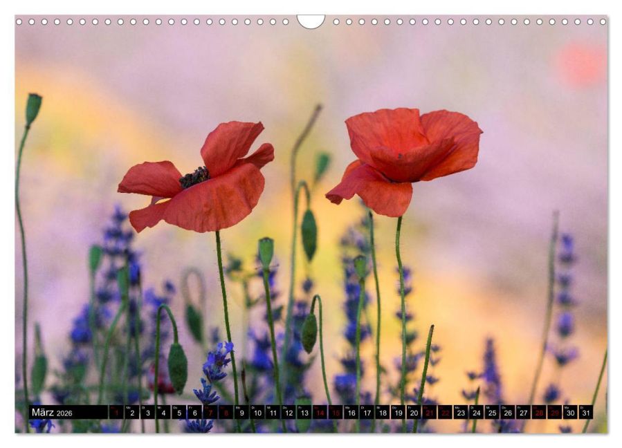 additionalImage8