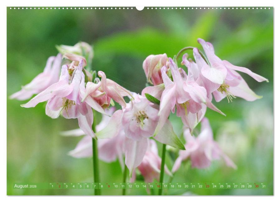 additionalImage12