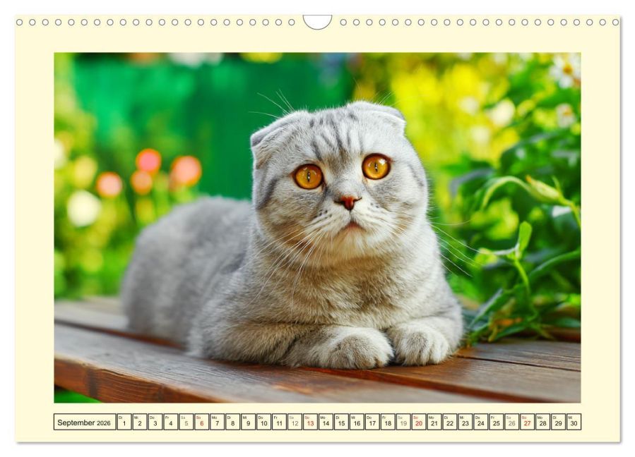 additionalImage14