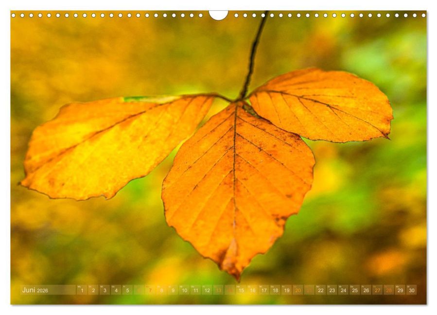 additionalImage11