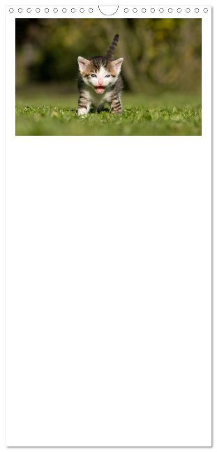 additionalImage11