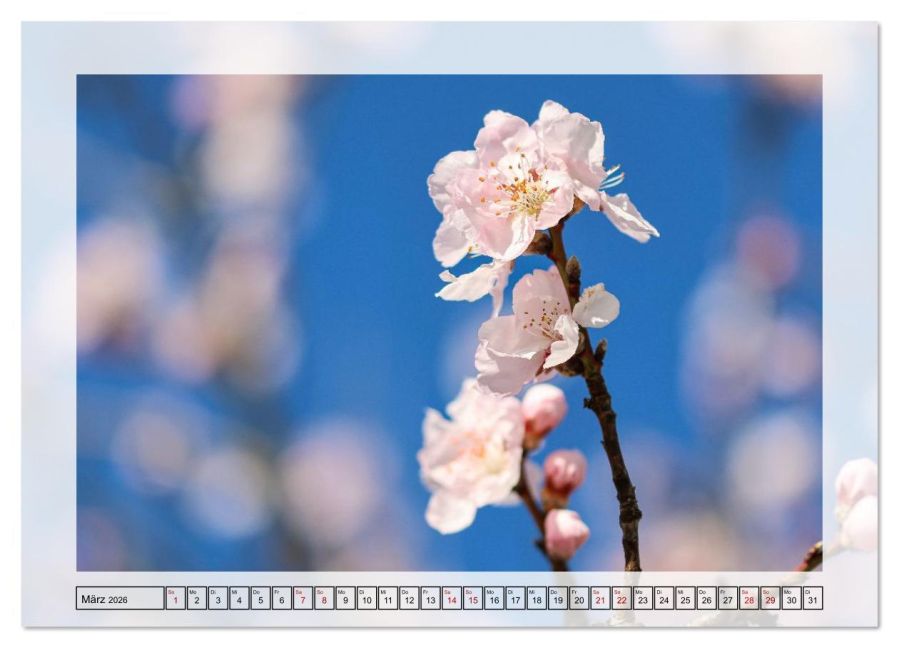 additionalImage7