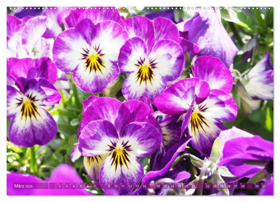 additionalImage7