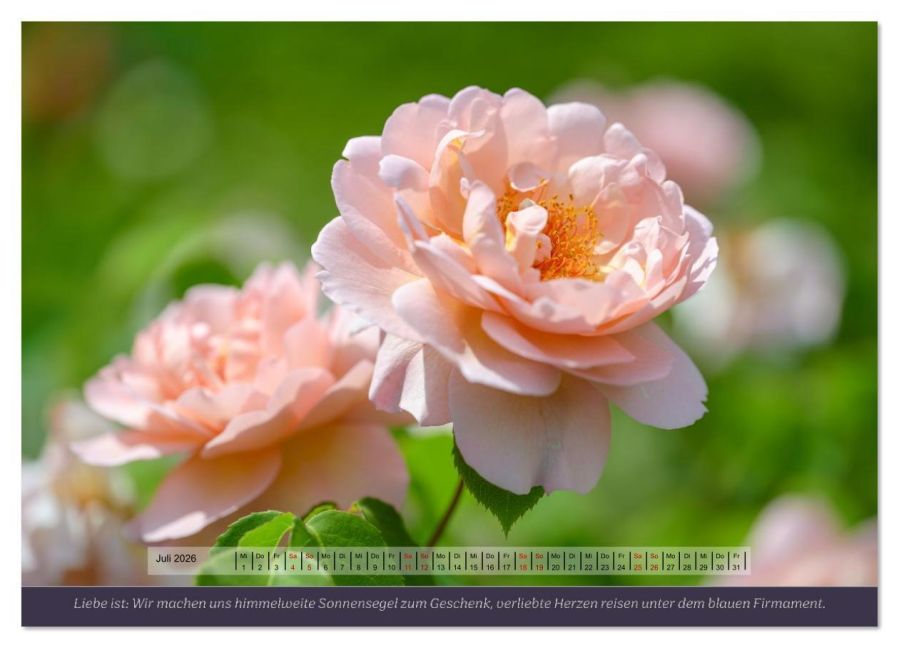 additionalImage11