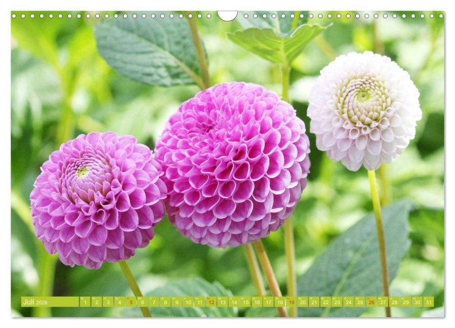 additionalImage12