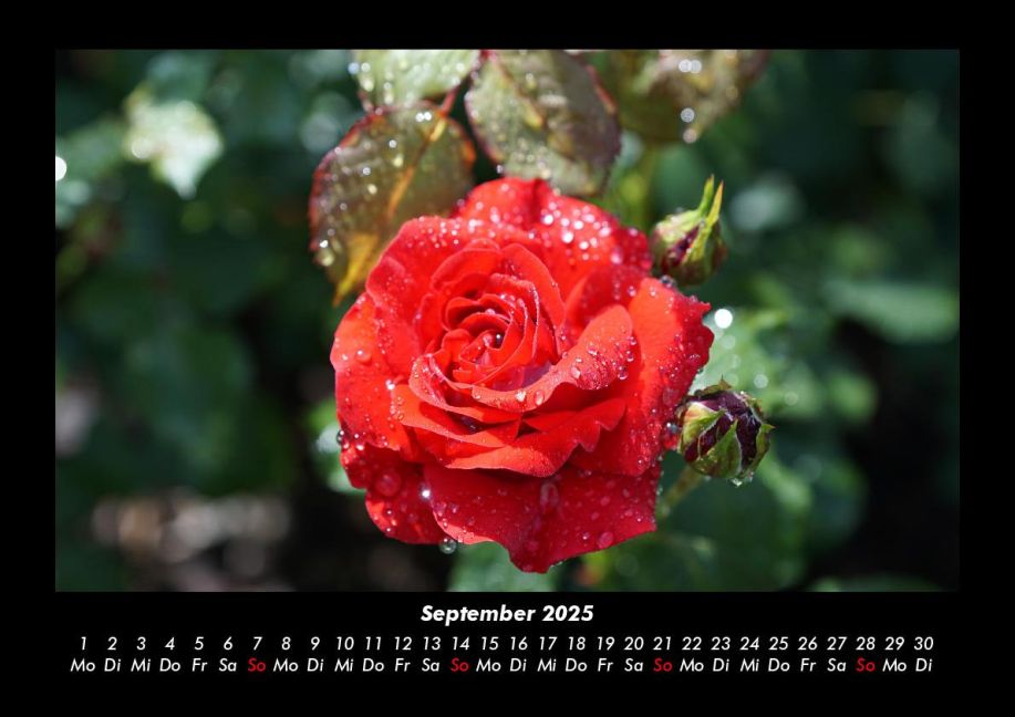 additionalImage1