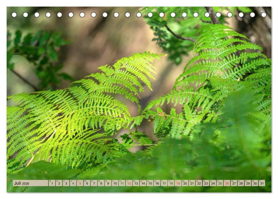additionalImage12