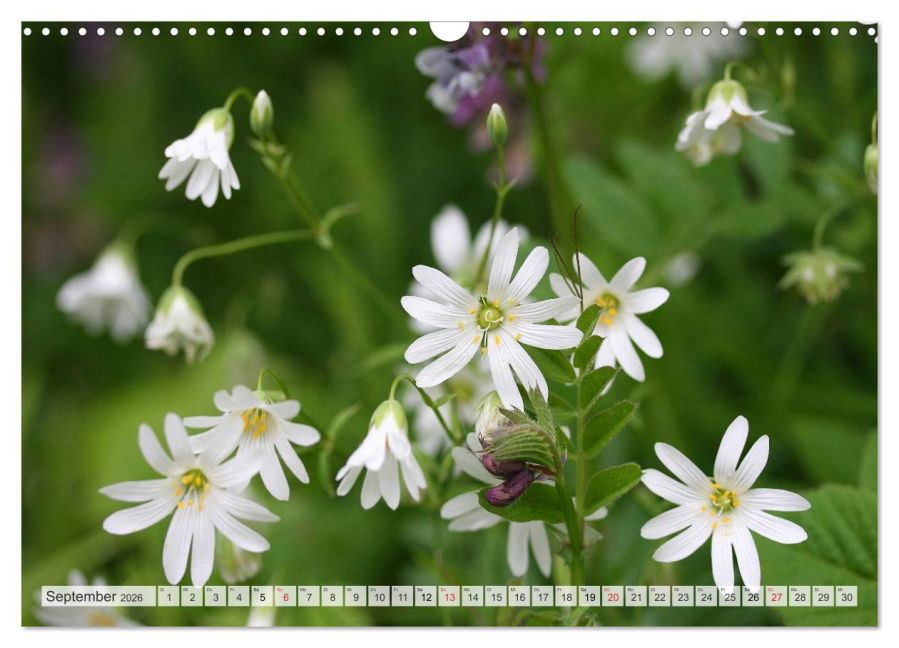 additionalImage14