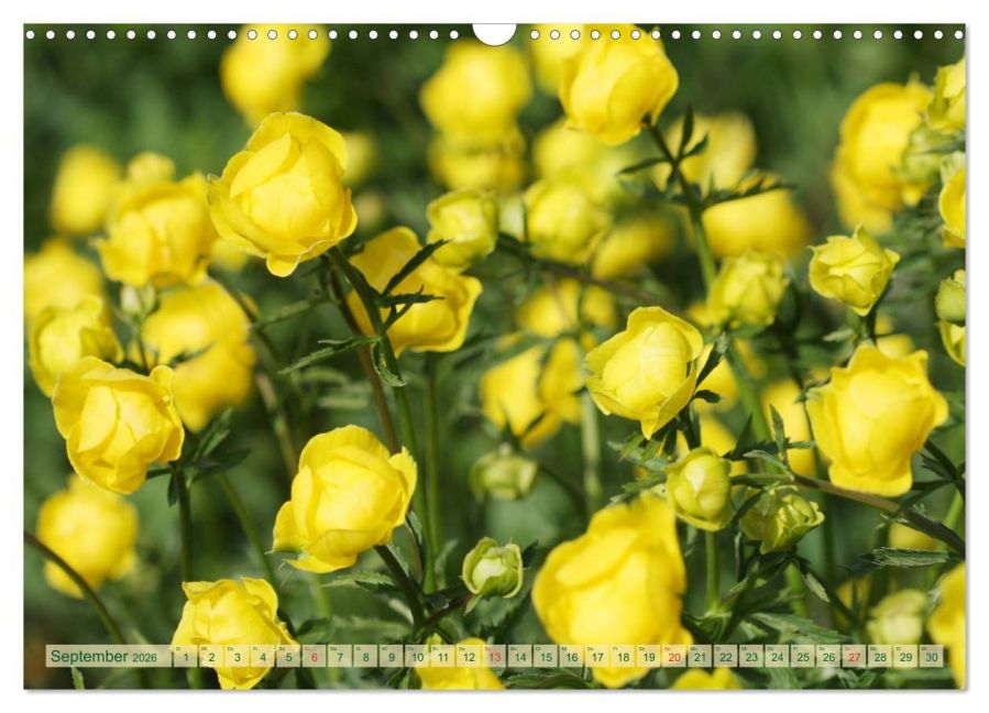 additionalImage14