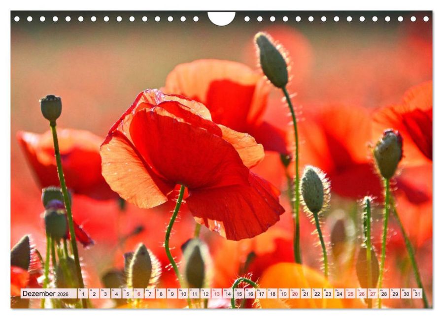 additionalImage4