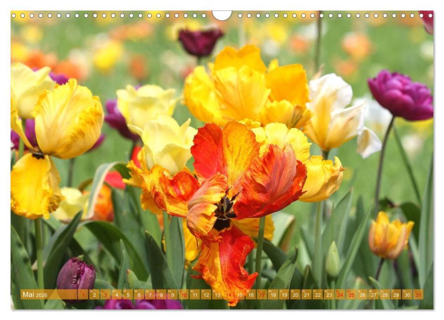 additionalImage10