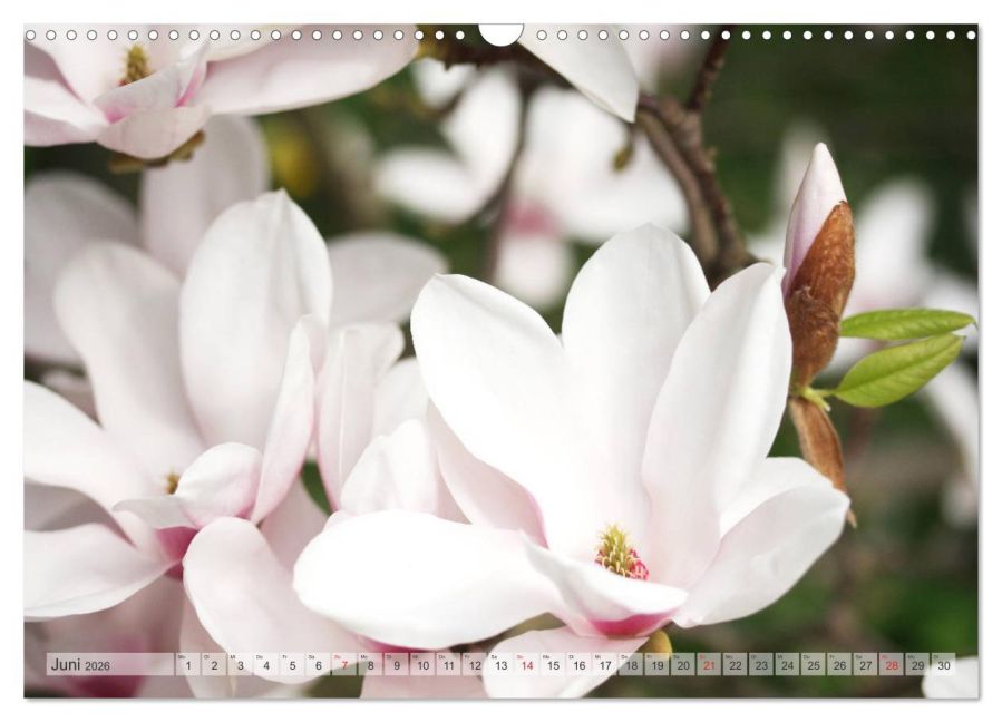 additionalImage11
